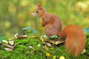 Scoiattolo rosso (Sciurus vulgari) (Sciurus vulgaris)-P.O.Vaghi