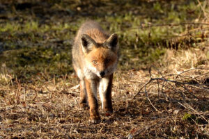 Volpe (Vulpes) -L.Gennari